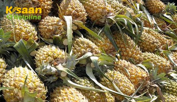 अनानास उत्पादकों को बाजार दिलाने की तैयारी